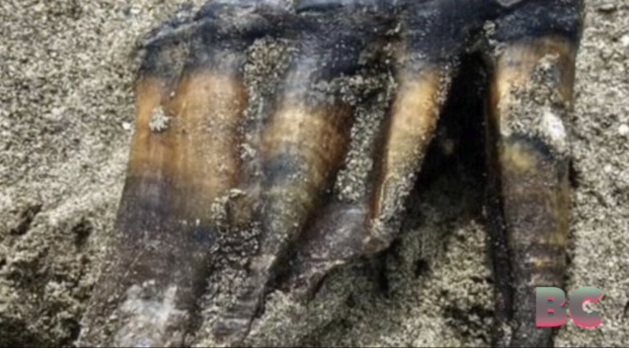 Woman walking on California beach finds ancient mastodon tooth