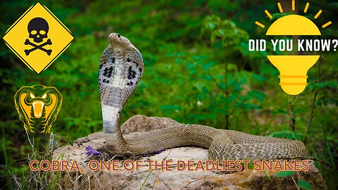 Interesting facts about cobra
