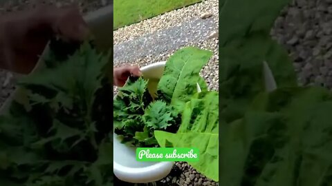 Freshly Harvested from the Ranch Garden! 🥬 #shorts