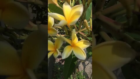 slowmo beautiful flowers #asthetic #nature #flowers