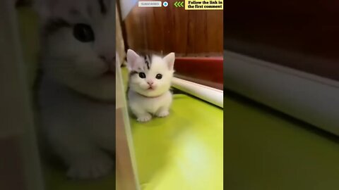 cute cat videos 😹 funny videos 😂 765 😻 #shorts #shortsfunny #cutecat #catvideos #catsfood #catscare