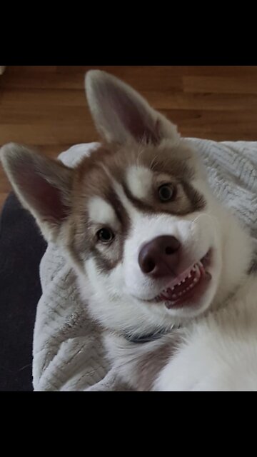 Husky Puppies Funny Compilation