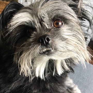 Dog loves singing along to Grease songs