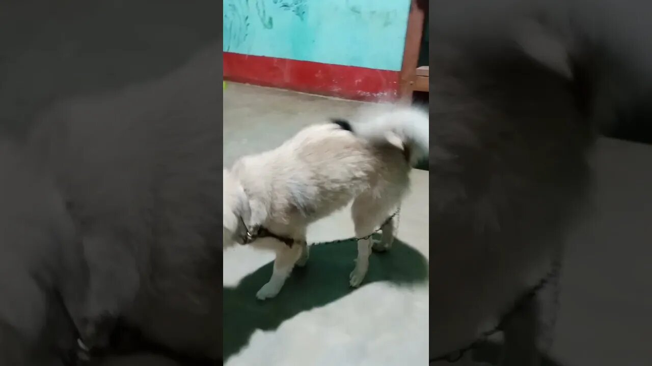 Cute dog || Sweety //#dog #shorts #doglover #subscribe #india