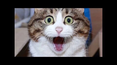 Funny Animals 2024 😂 | Cute Cat And Dog Funny Videos 😸 Part 14