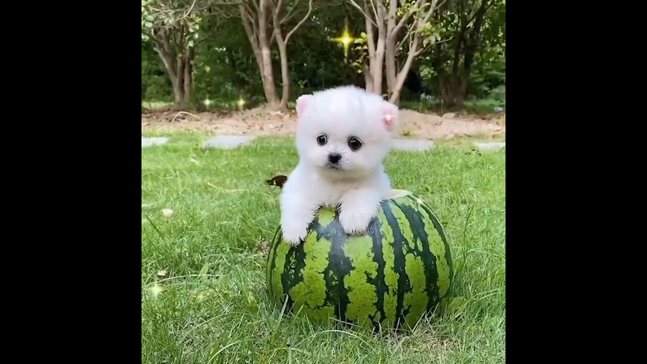 so cute baby dog funny video