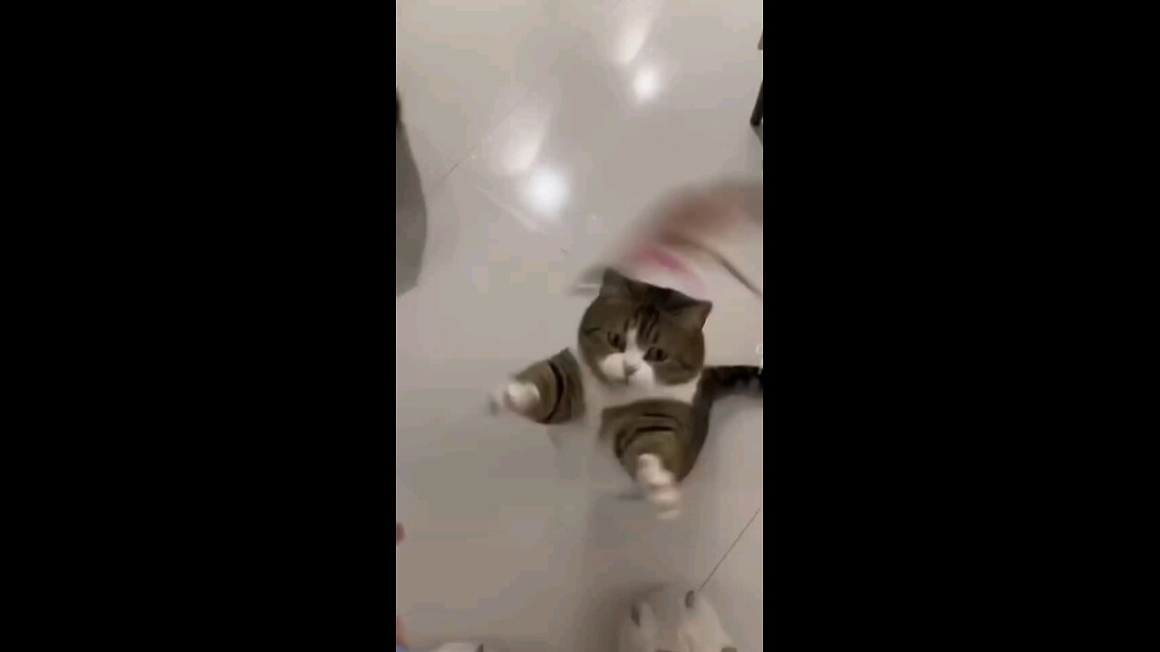 funny pet videos