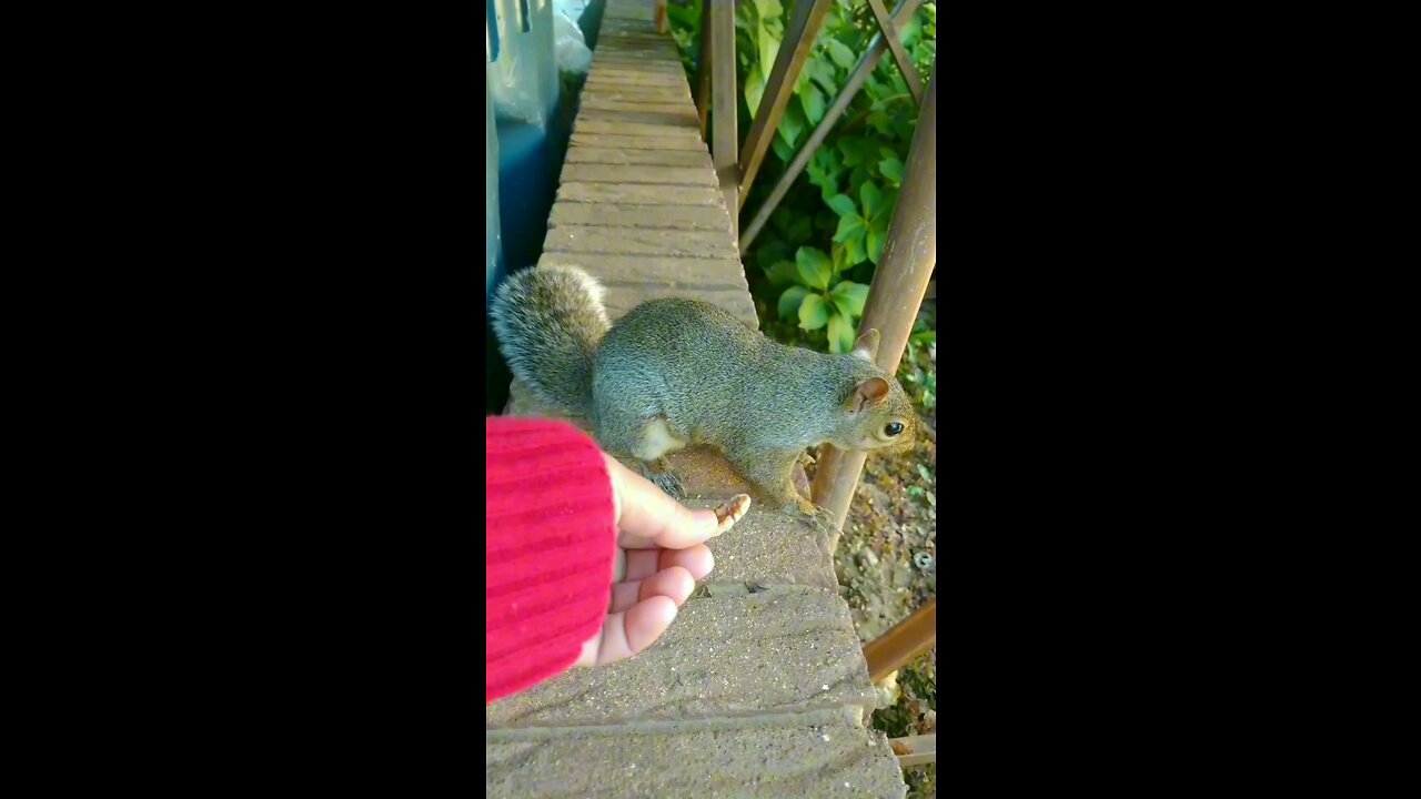 Mika The Cute Squirrel 🐿️😍.