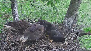 Hays Bald Eagles Dad brings Squirrel to feed H16 H17 H18 2022 05 13 1223