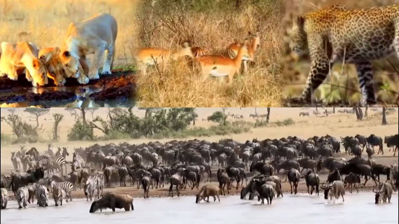 Million Sad Wild Animal World Lion &Tiger&Deer&Elephant