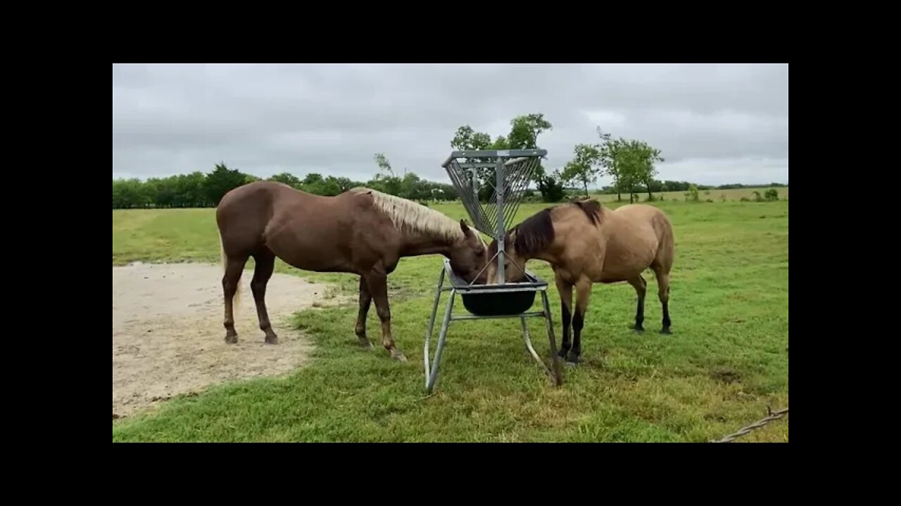 Getting Horses To Share Food A Different Way - Feeding Progress Still In The Works