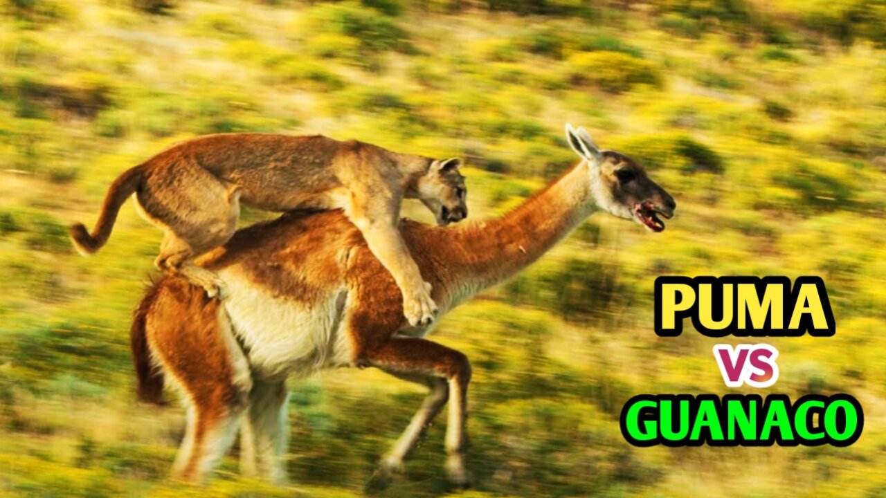 The Struggle For Survival - Puma Vs Guanaco |