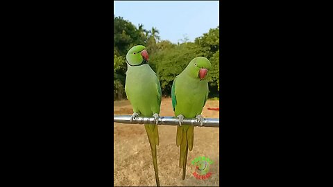 Beautiful parrot