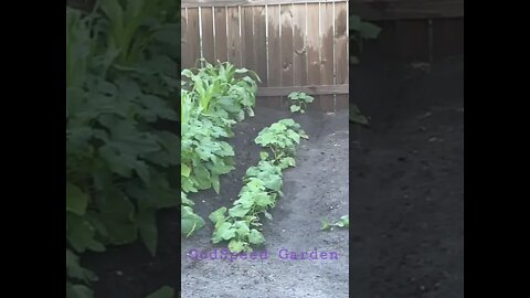 GodSpeed Garden Update for Easter Sunday