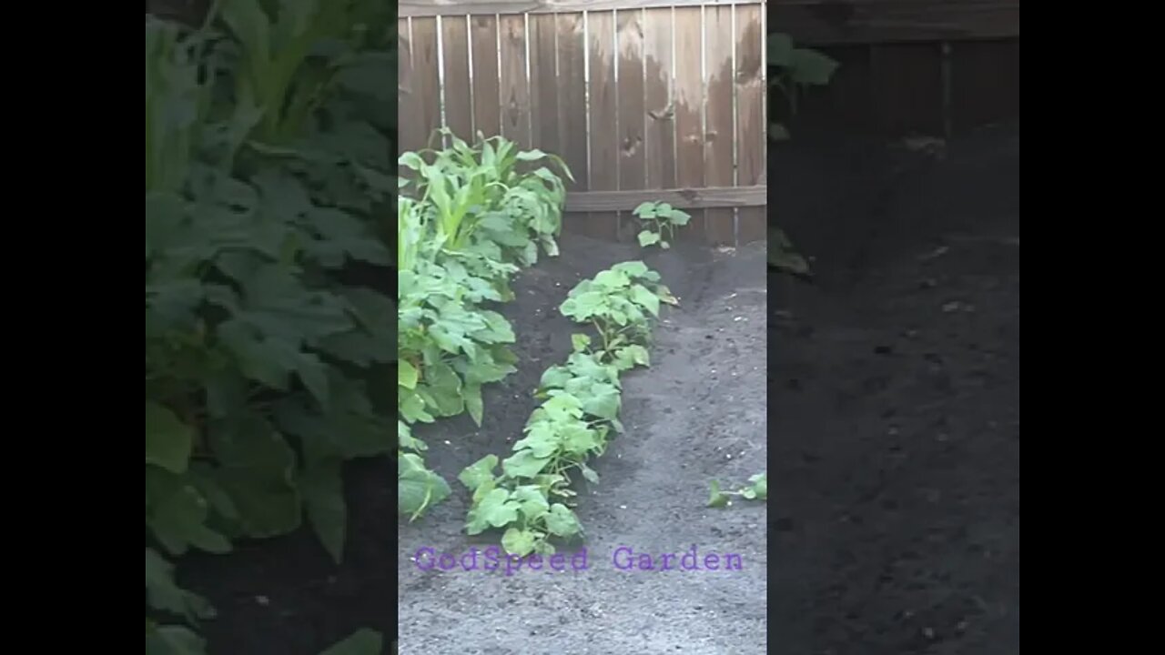 GodSpeed Garden Update for Easter Sunday