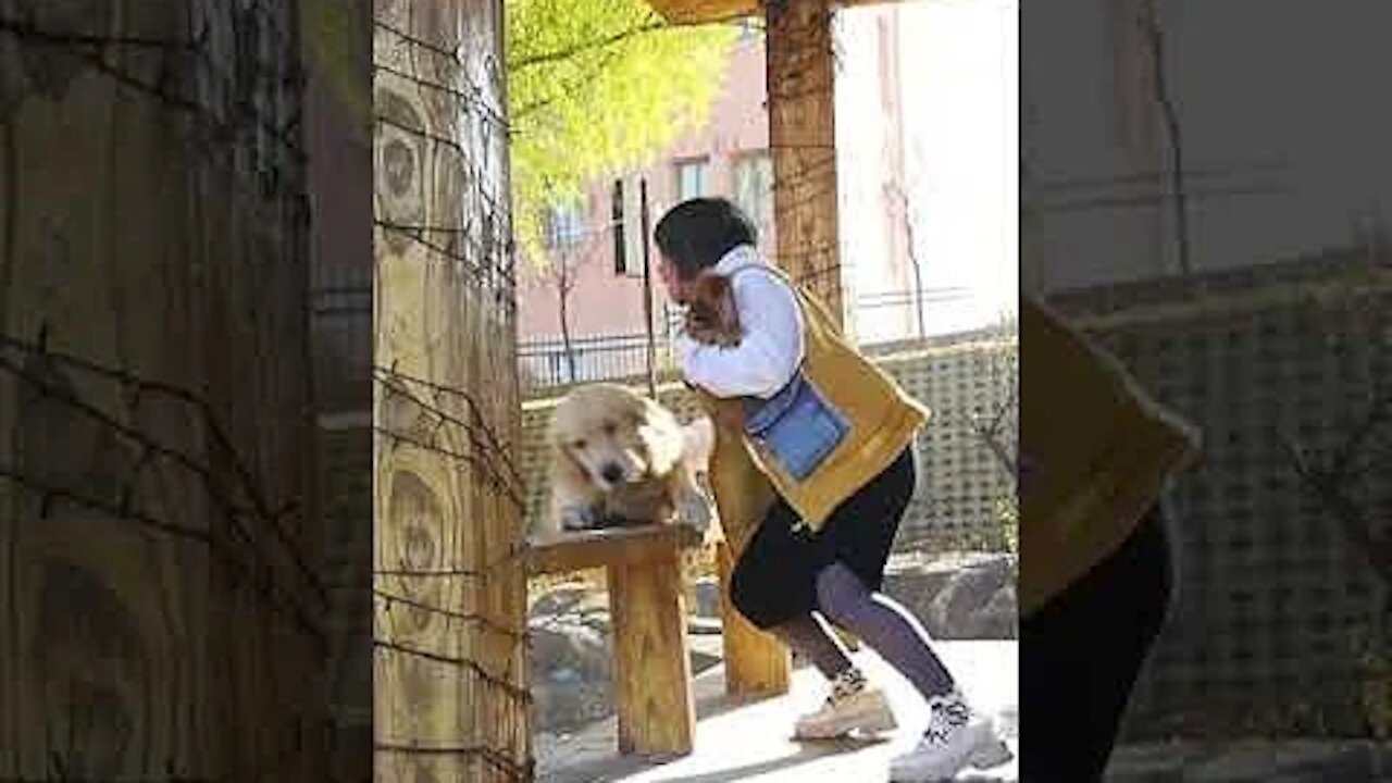 Smart dog vedio 2021