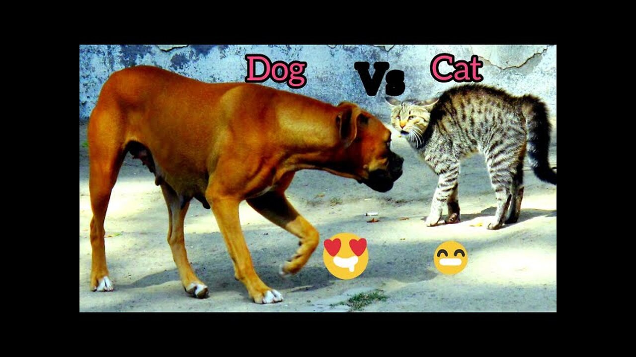 funny cats & dogs 🐈 - 🐕 #animals fight #dog #cat