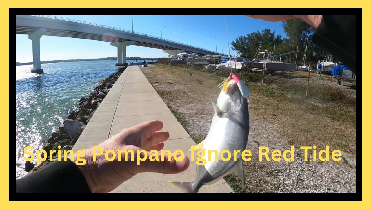 Spring Florida Pompano did not get the Red Tide Memo?