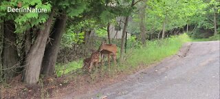 Mother deer with twins
