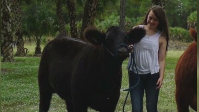 Prized cow killed and gutted in Golden Gate Estates