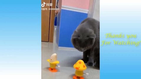 Funny video And Cute 2, funny video for animal