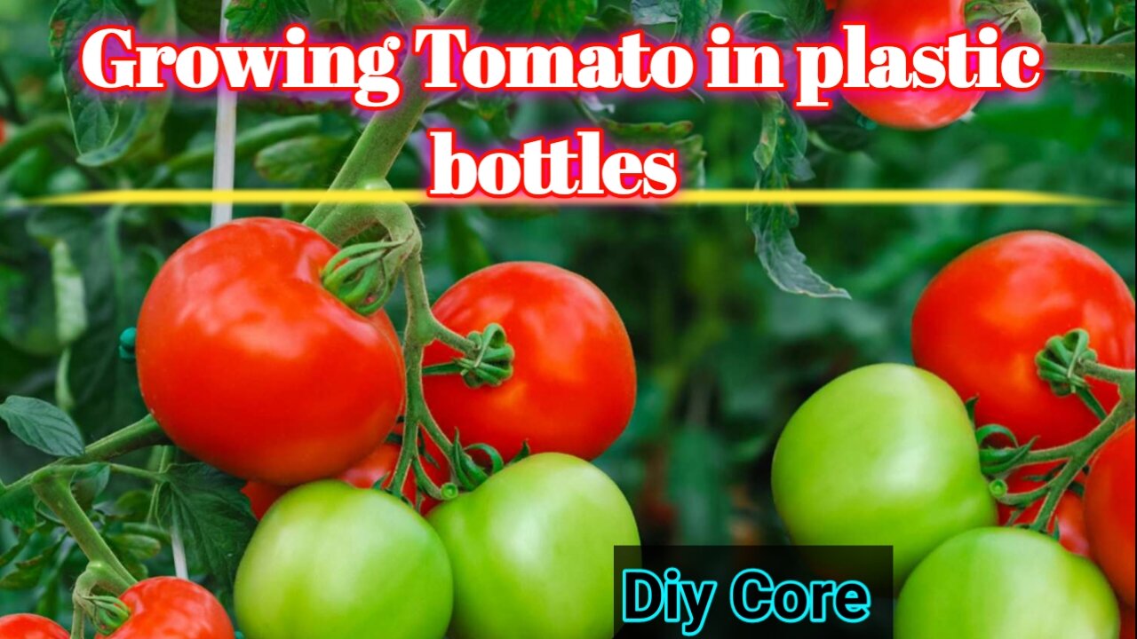 "Ultimate Guide to Growing Tomatoes at Home 🍅" | #shorts #gardening #tomato