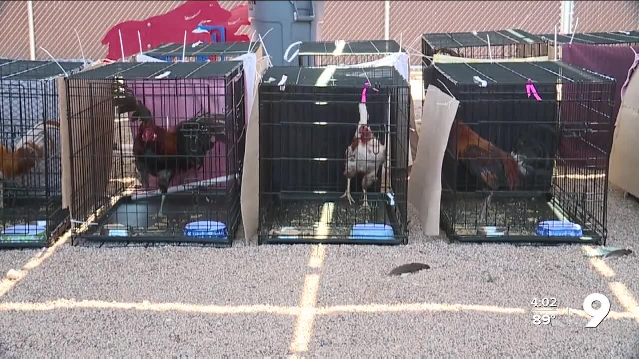 Several people arrested for running cockfighting ring