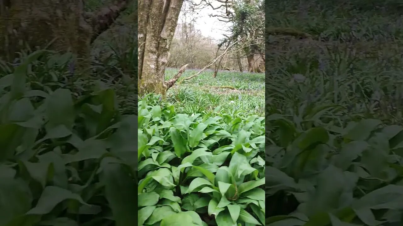 Scoping photography for Blue Bells