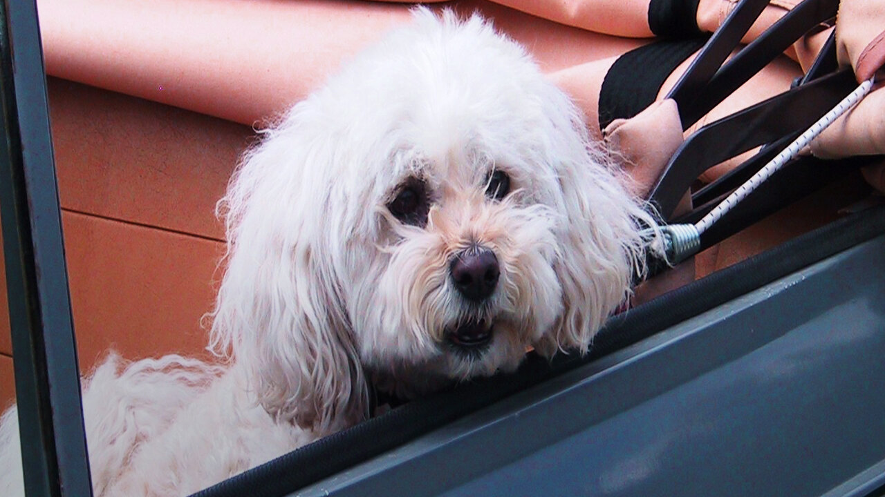 Poodle Get Caught... Try Not To Laugh...