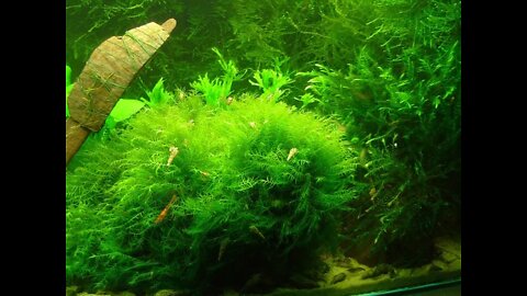 HOW TO CONTROL ALGAE ORGANICALLY IN YOUR AQUARIUM