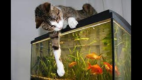 Funny Animal Videos 2023 😂 - Funniest Dogs And Cats Videos 😺😍