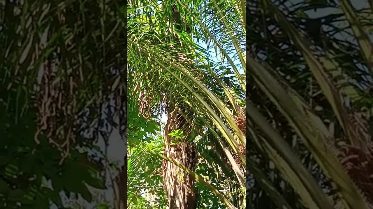 birds