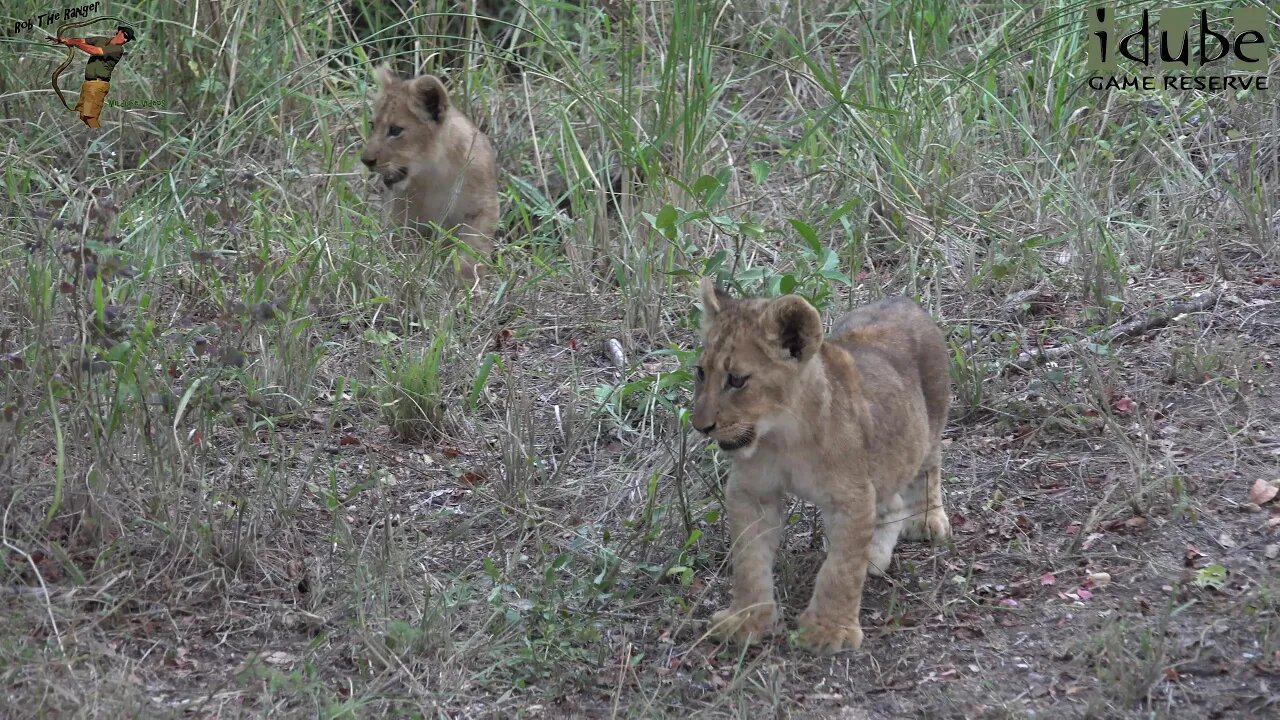 Daughters Of The Mapogo Lions - Rebuilding The Othawa Pride - 89: With A Warthog