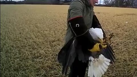 We Energies employee helps save injured Bald Eagle