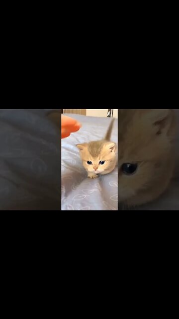 little bitty kitty 😻
