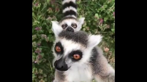 Lemurs are very friendly