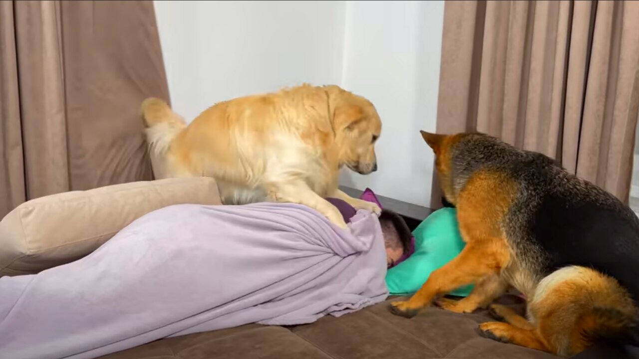 Golden Retriever and German Shepherd Wake Me Up