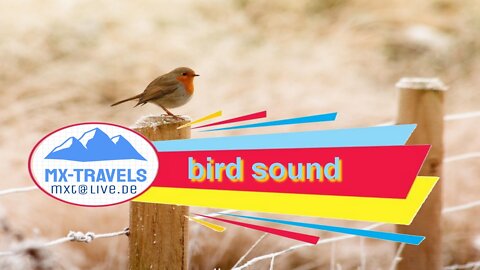 bird sound 1