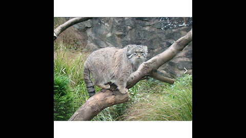 Pallas's cat