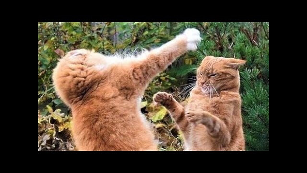 FUNNY WITH ANIMALS / Funny cats / Dogs / Funny animals