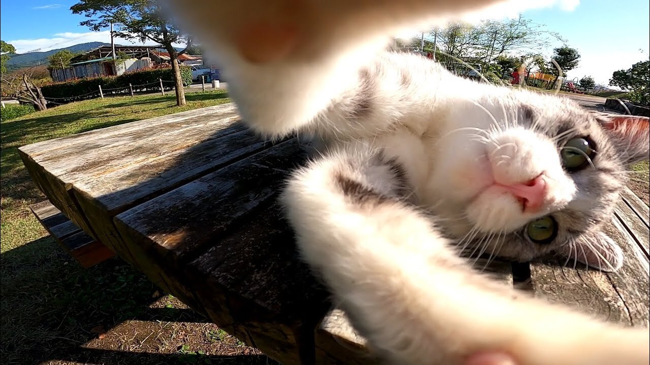 Stray cat sleeping on the park bench is way too cute
