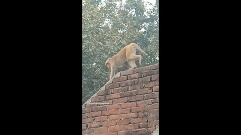 monkey🐒🐒 #funny #comedy#viral #trending #monkey #shorts #yt