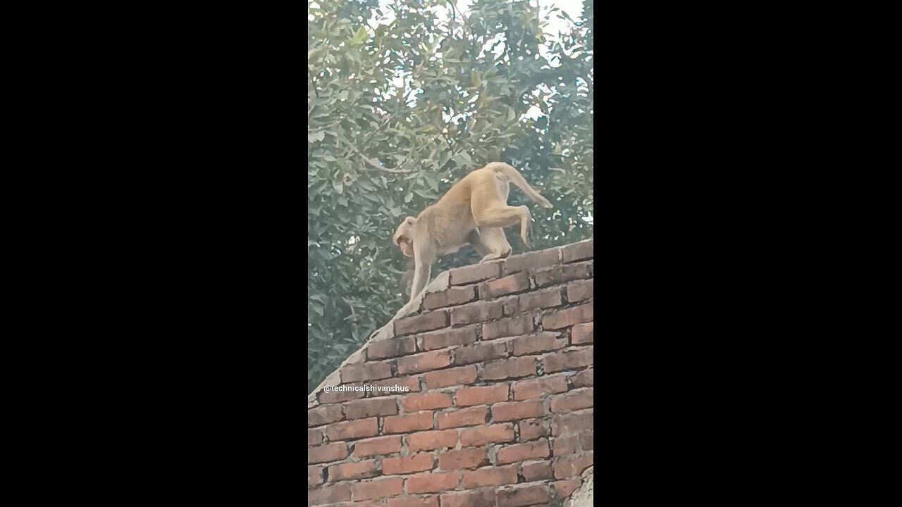 monkey🐒🐒 #funny #comedy#viral #trending #monkey #shorts #yt