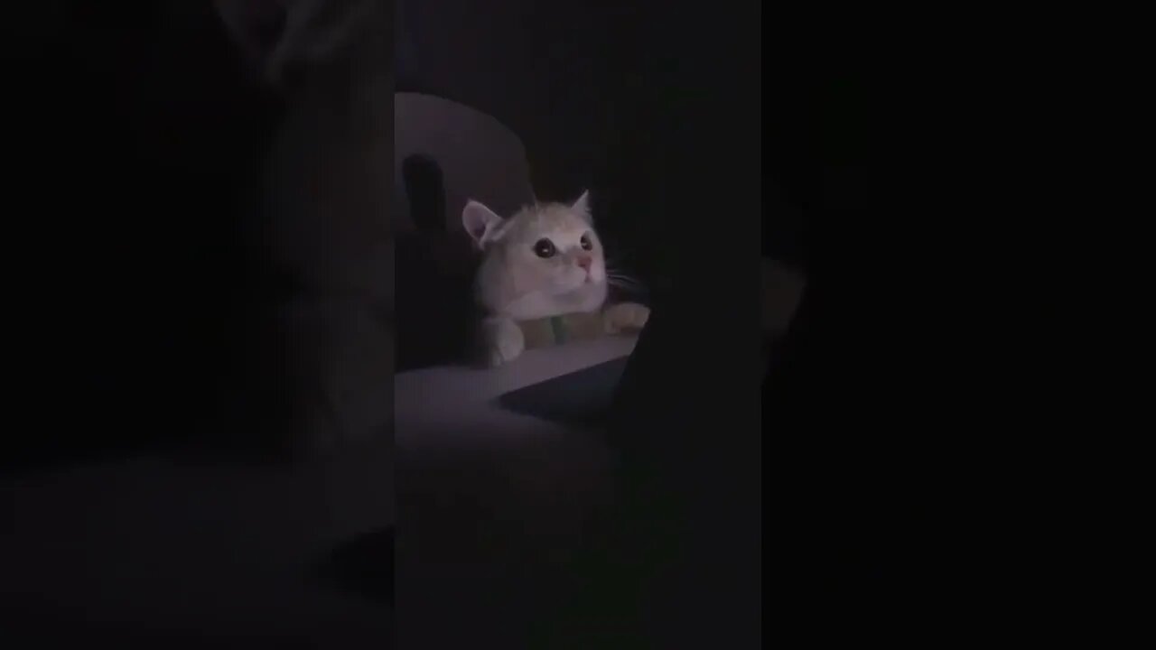 cat with films #shorts