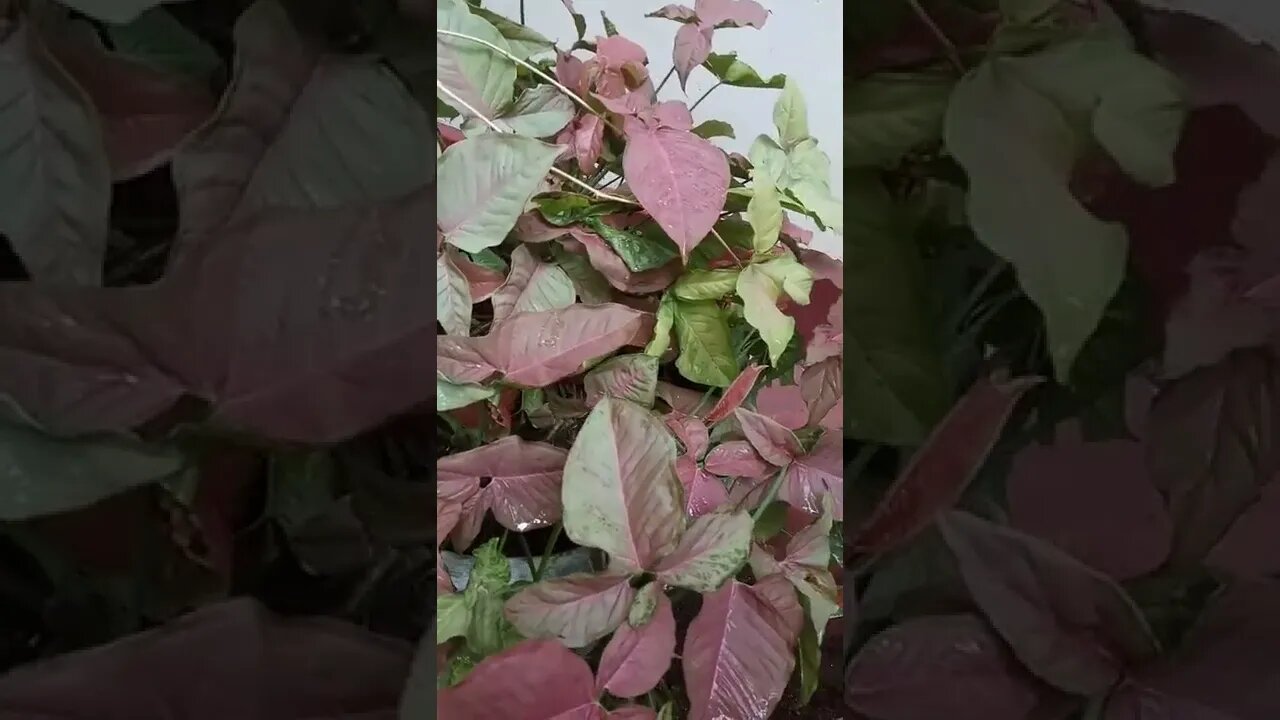 habarala plants #shorts