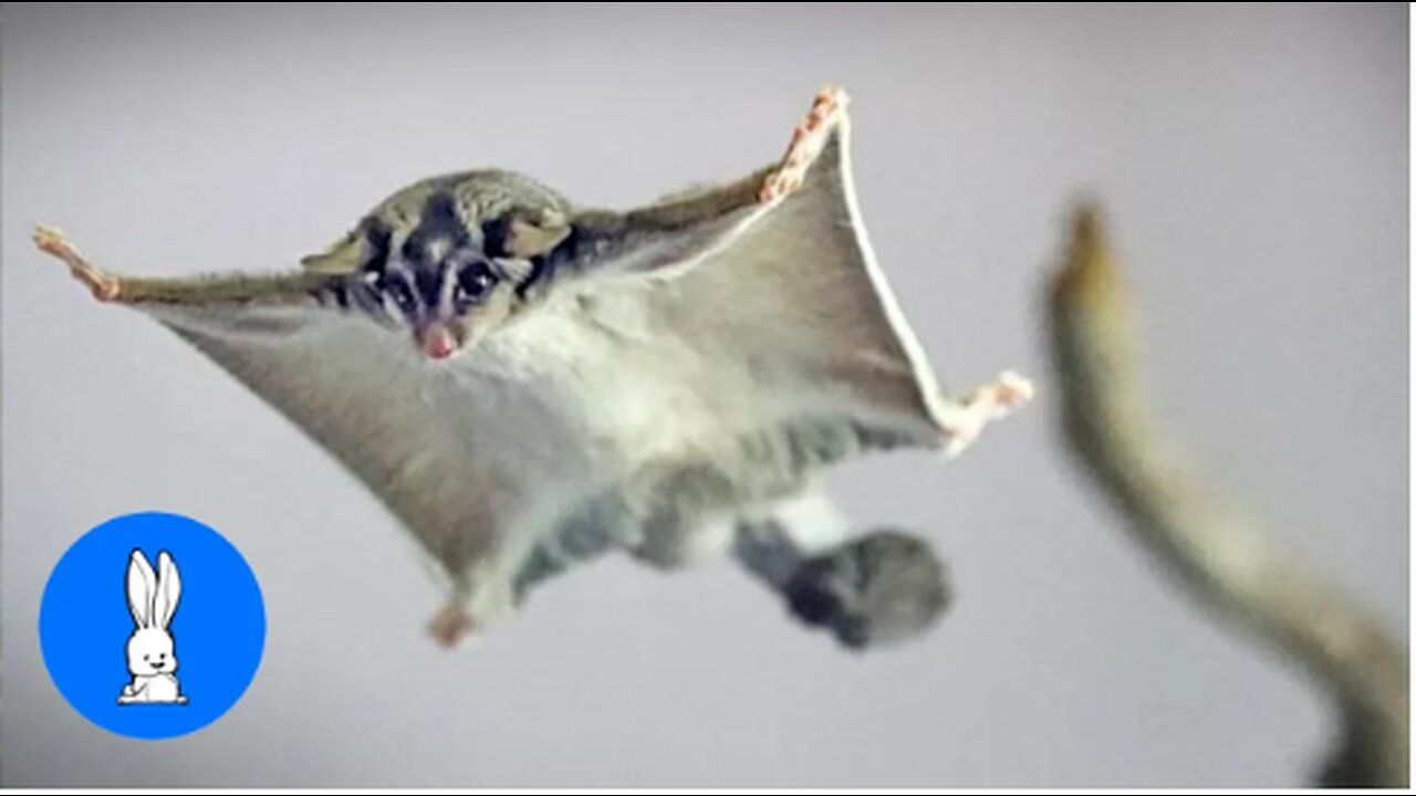 SUGAR GLIDERS Flying