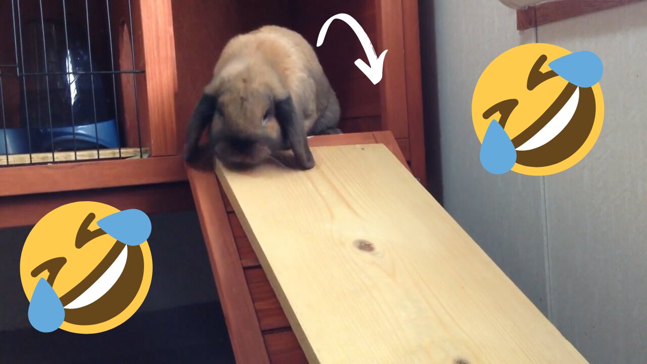 Rabbit Sliding Down Ramp