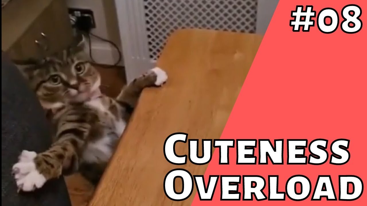 Cute and funny animals fail compilation - #08