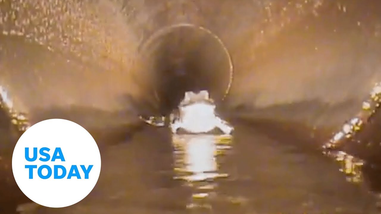 Robot cam captures five-foot alligator lurking in a stormwater pipe | USA TODAY