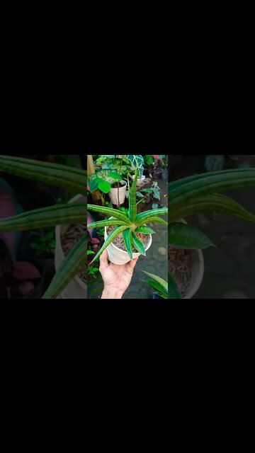 sansevieria#shorts